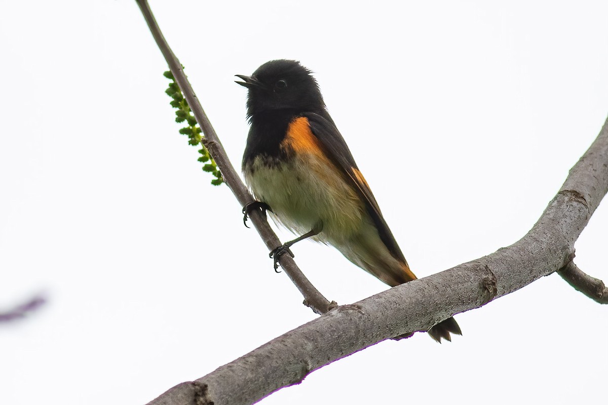 American Redstart - ML575048371