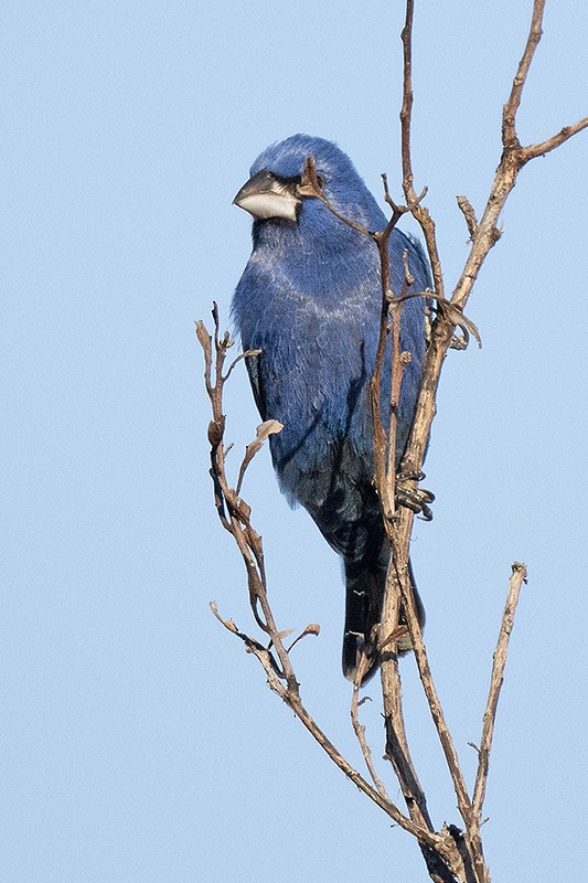 Blue Grosbeak - ML575048431