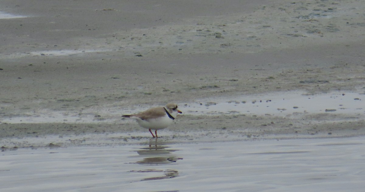 Piping Plover - ML575048681