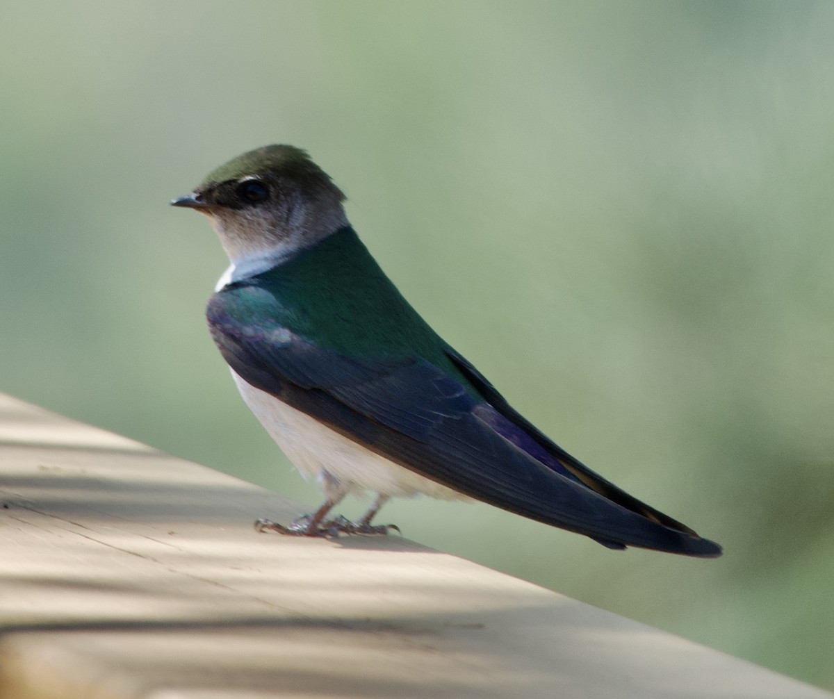 Violet-green Swallow - ML575049021