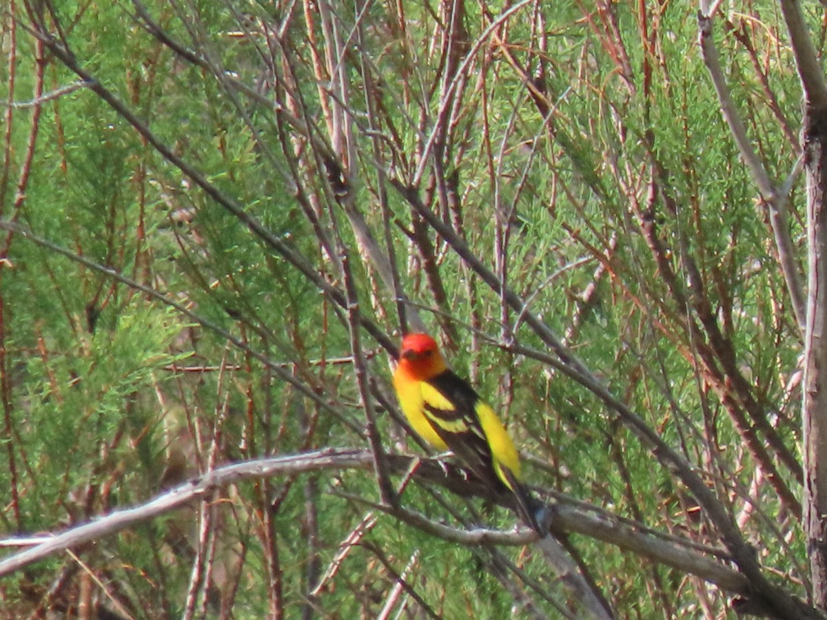 Western Tanager - ML575049831