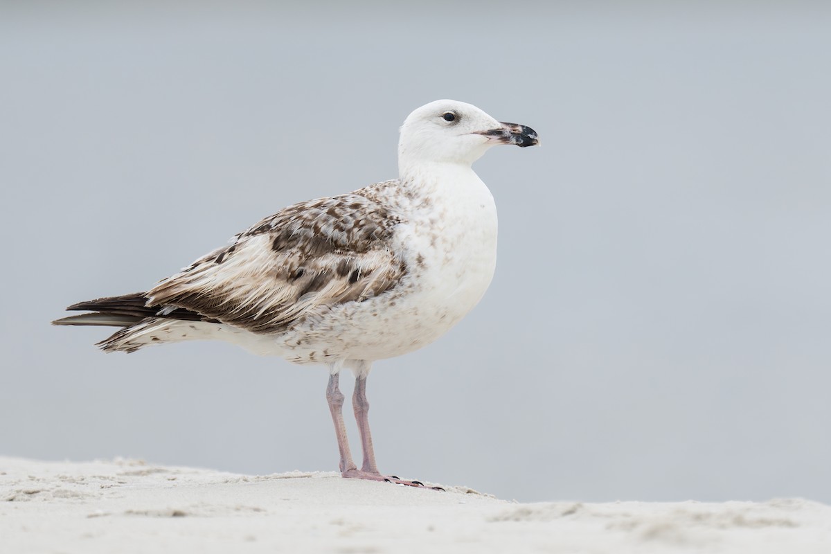 Great Black-backed Gull - ML575050051