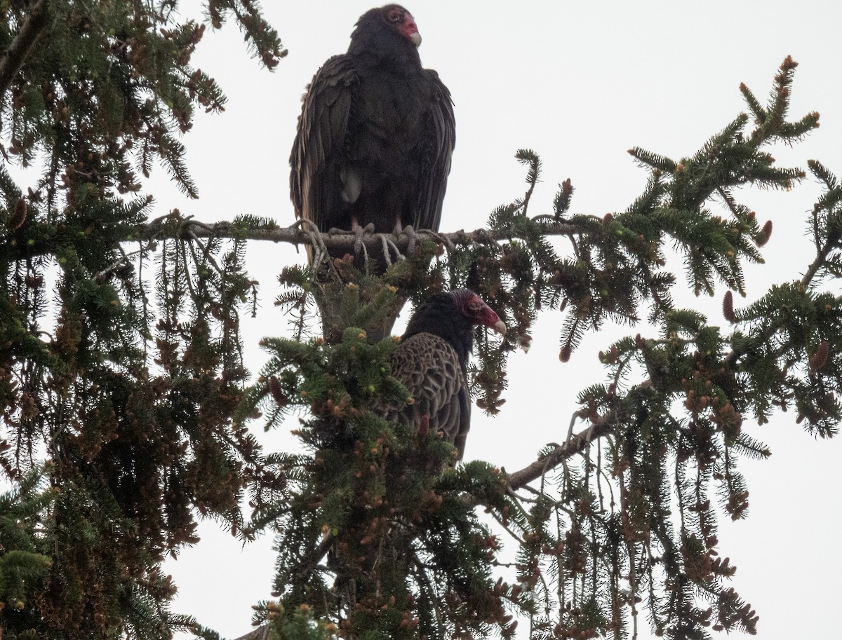 kondor krocanovitý - ML575050181