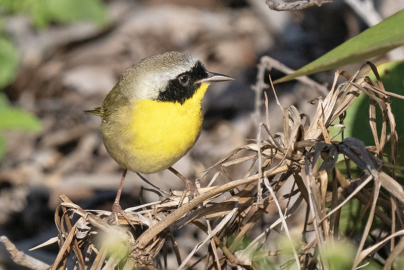 Paruline masquée - ML575050461