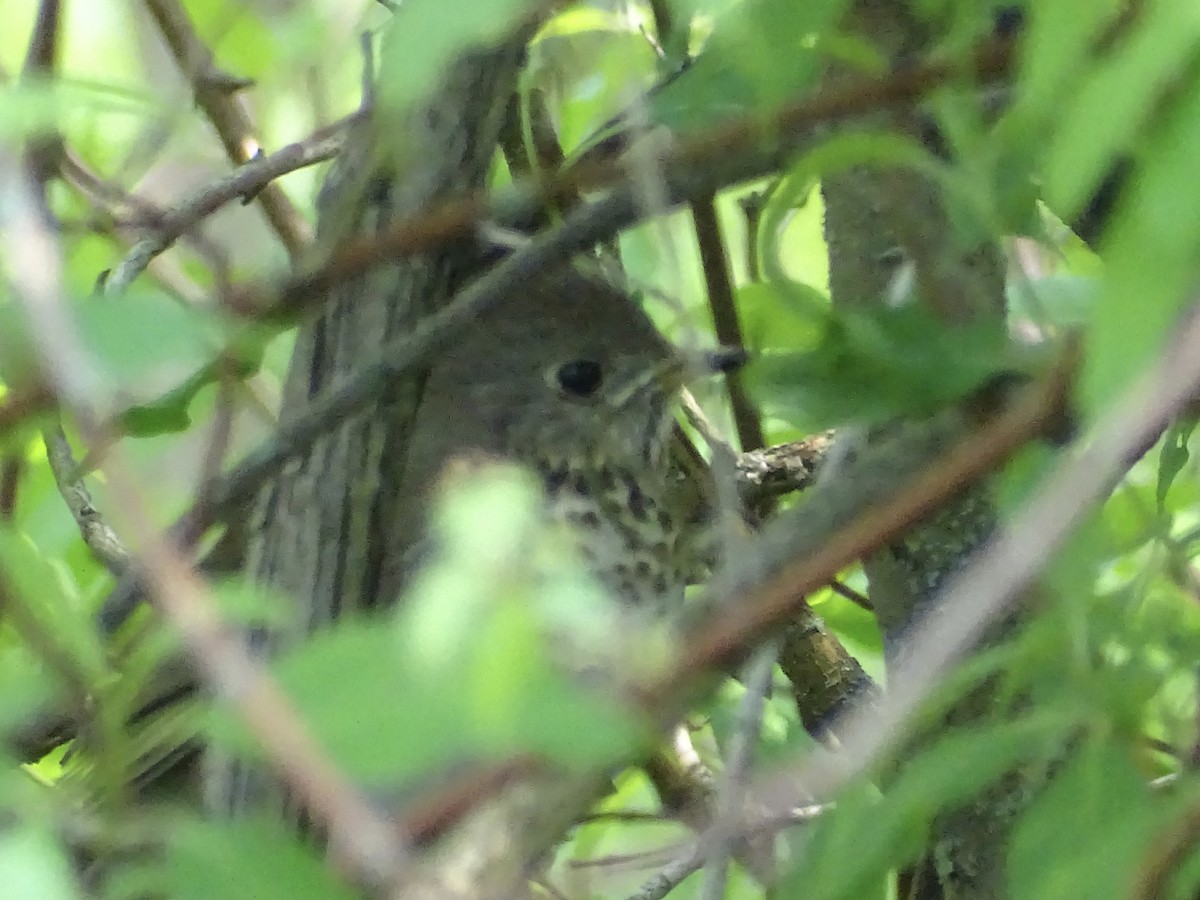 Gray-cheeked Thrush - ML575050711