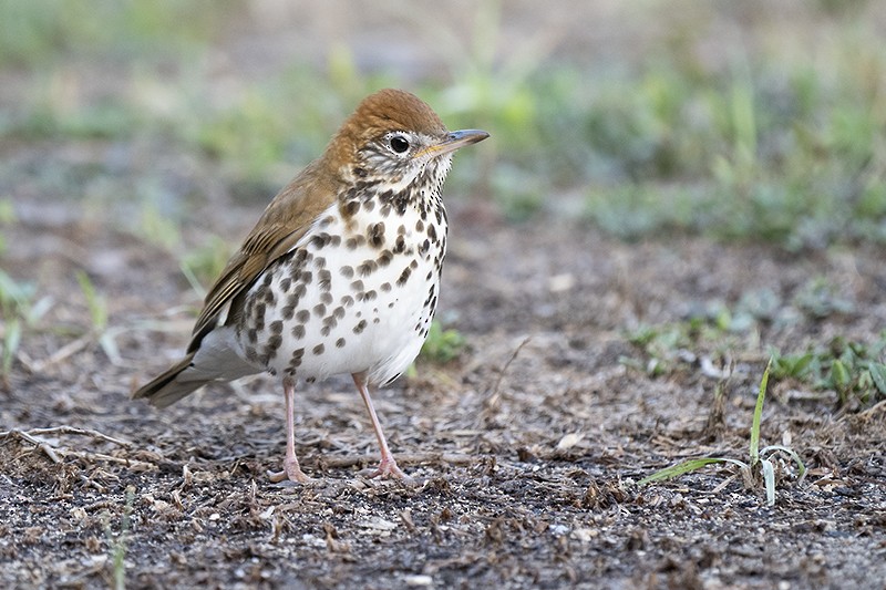 Wood Thrush - ML575051241
