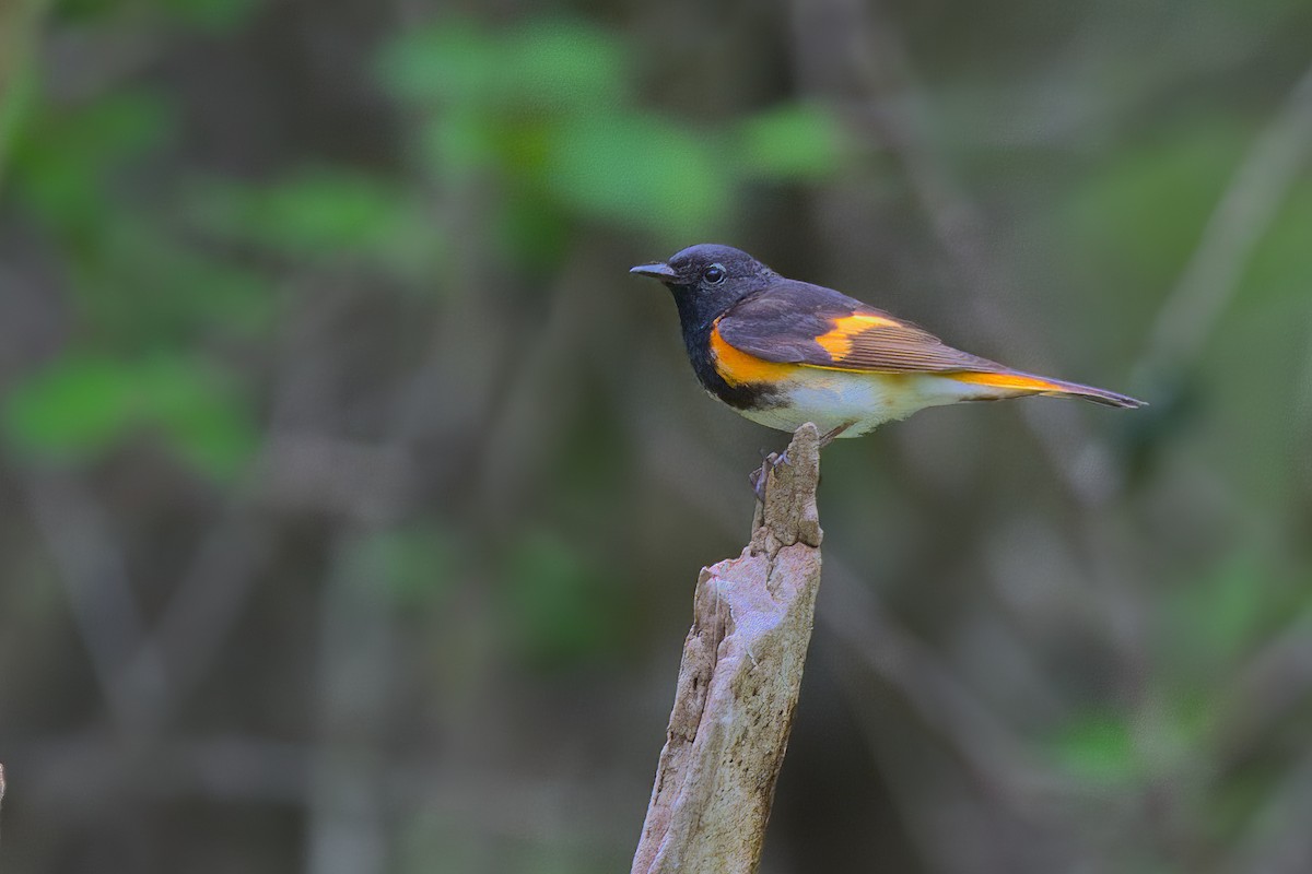 American Redstart - ML575052681