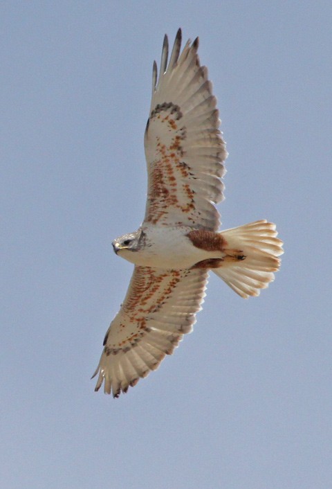 Ferruginous Hawk - John Cassady