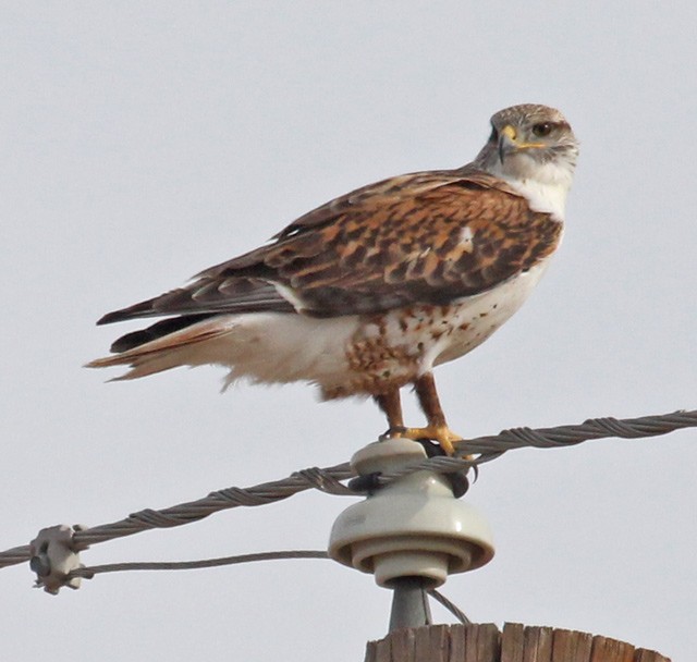 Ferruginous Hawk - John Cassady