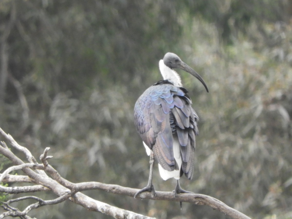 Straw-necked Ibis - Charles Silveira