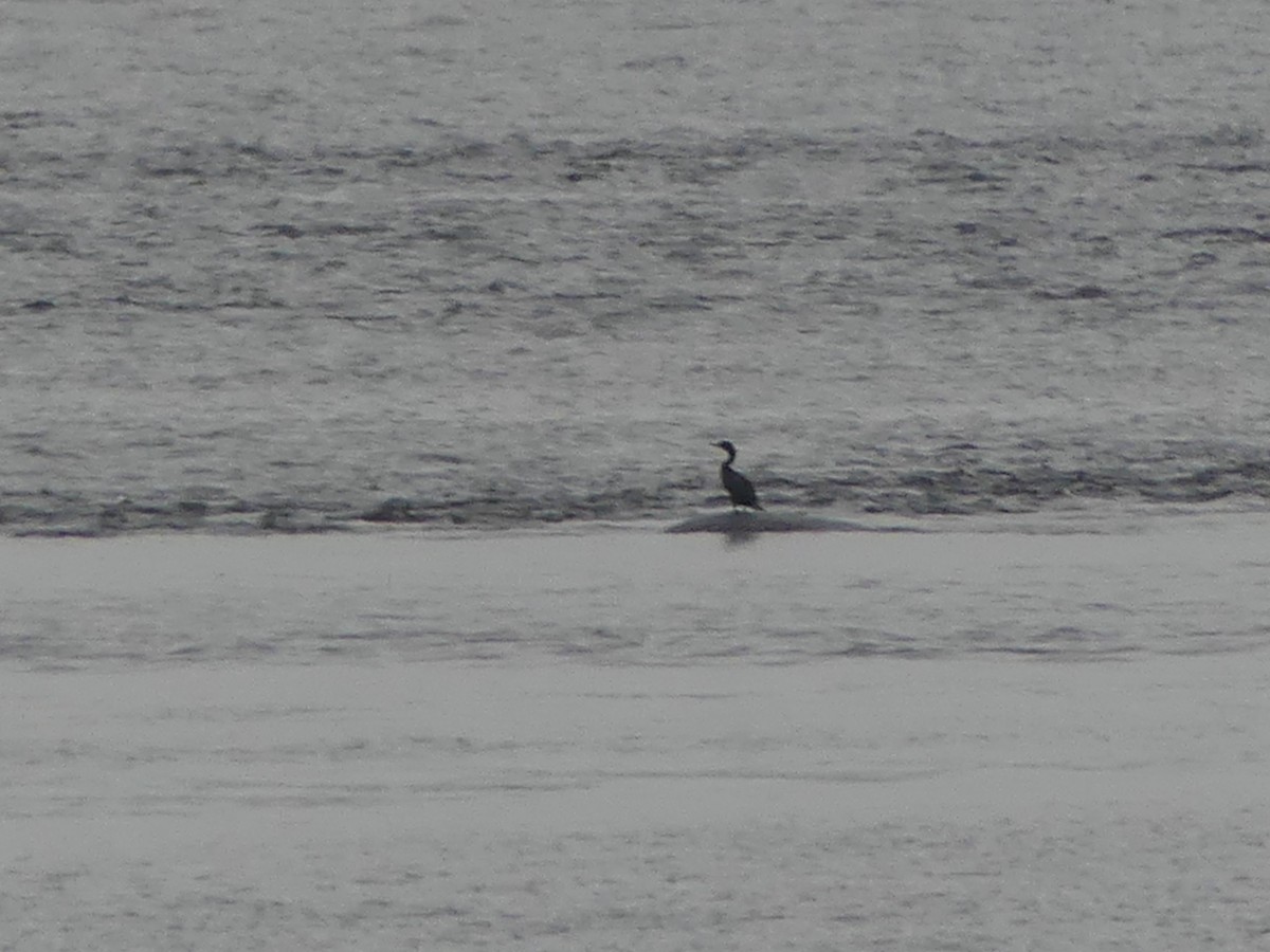 Double-crested Cormorant - ML575056601