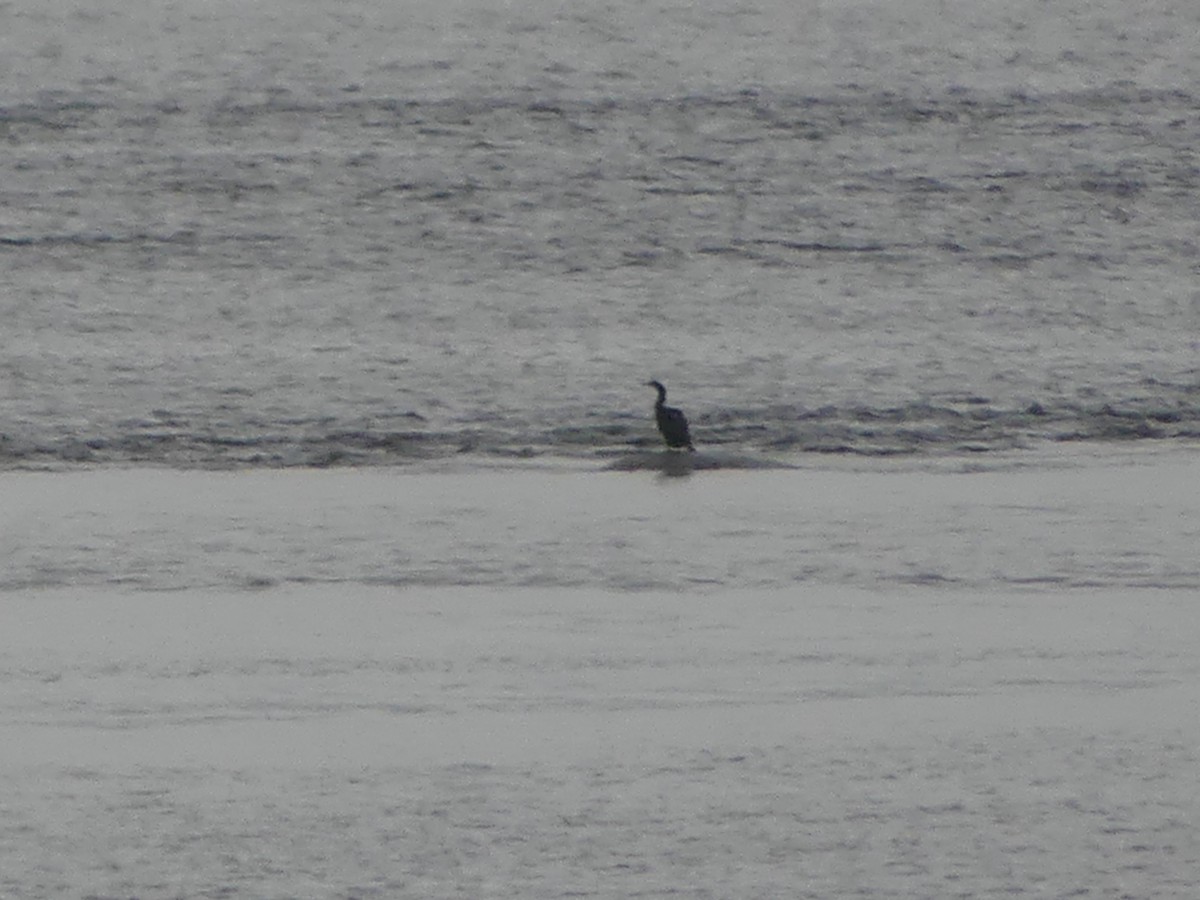 Double-crested Cormorant - ML575056761