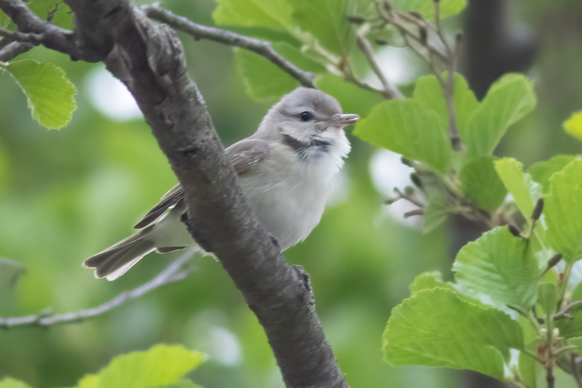 Warbling Vireo - ML575057111