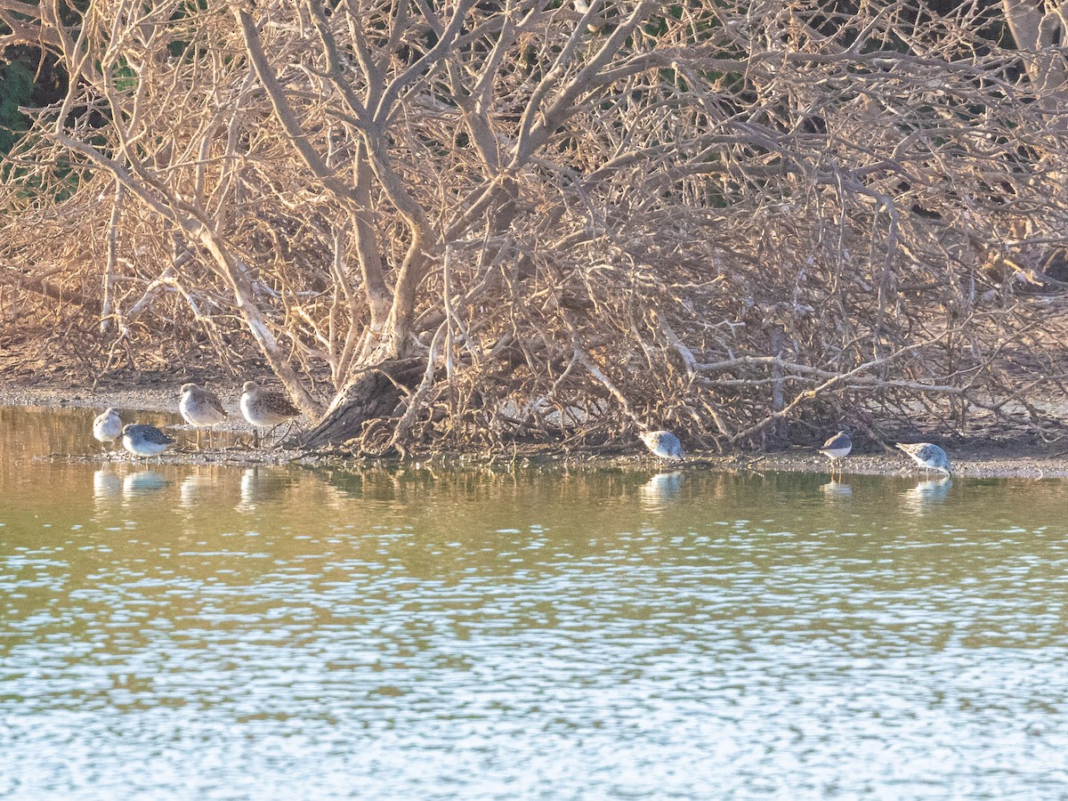 Curlew Sandpiper - ML575057181