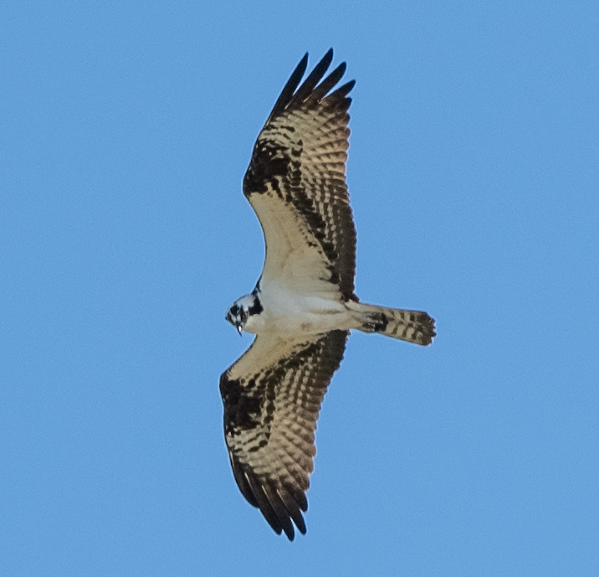 Águila Pescadora - ML575057821