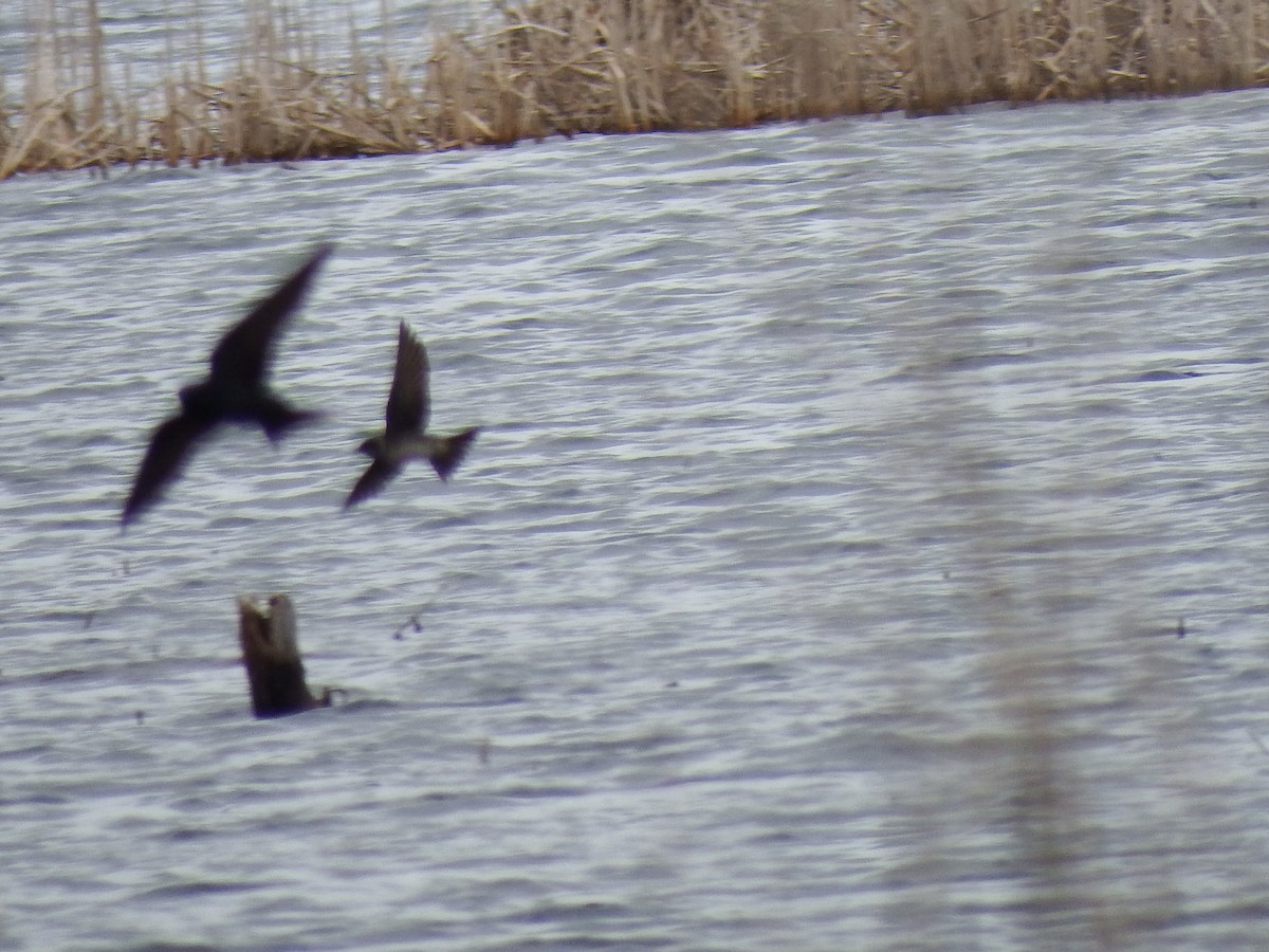 Northern Rough-winged Swallow - ML57505811