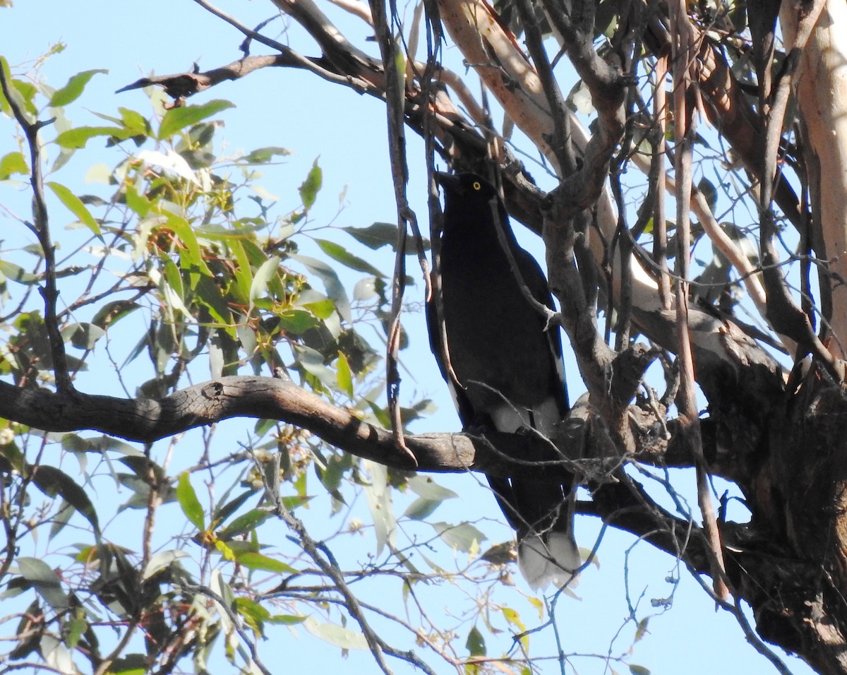 Pied Currawong - ML575058161