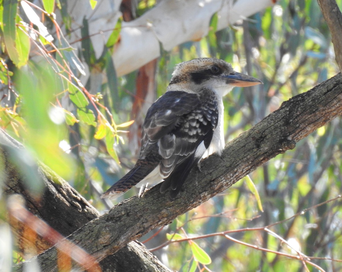 Laughing Kookaburra - ML575058491