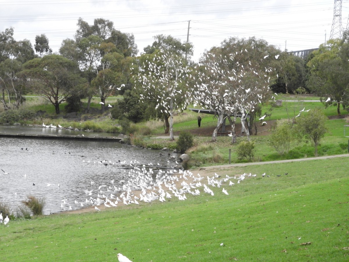 Little Corella - ML575058661