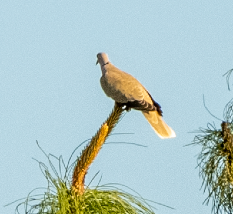 Eurasian Collared-Dove - Colton Mulligan
