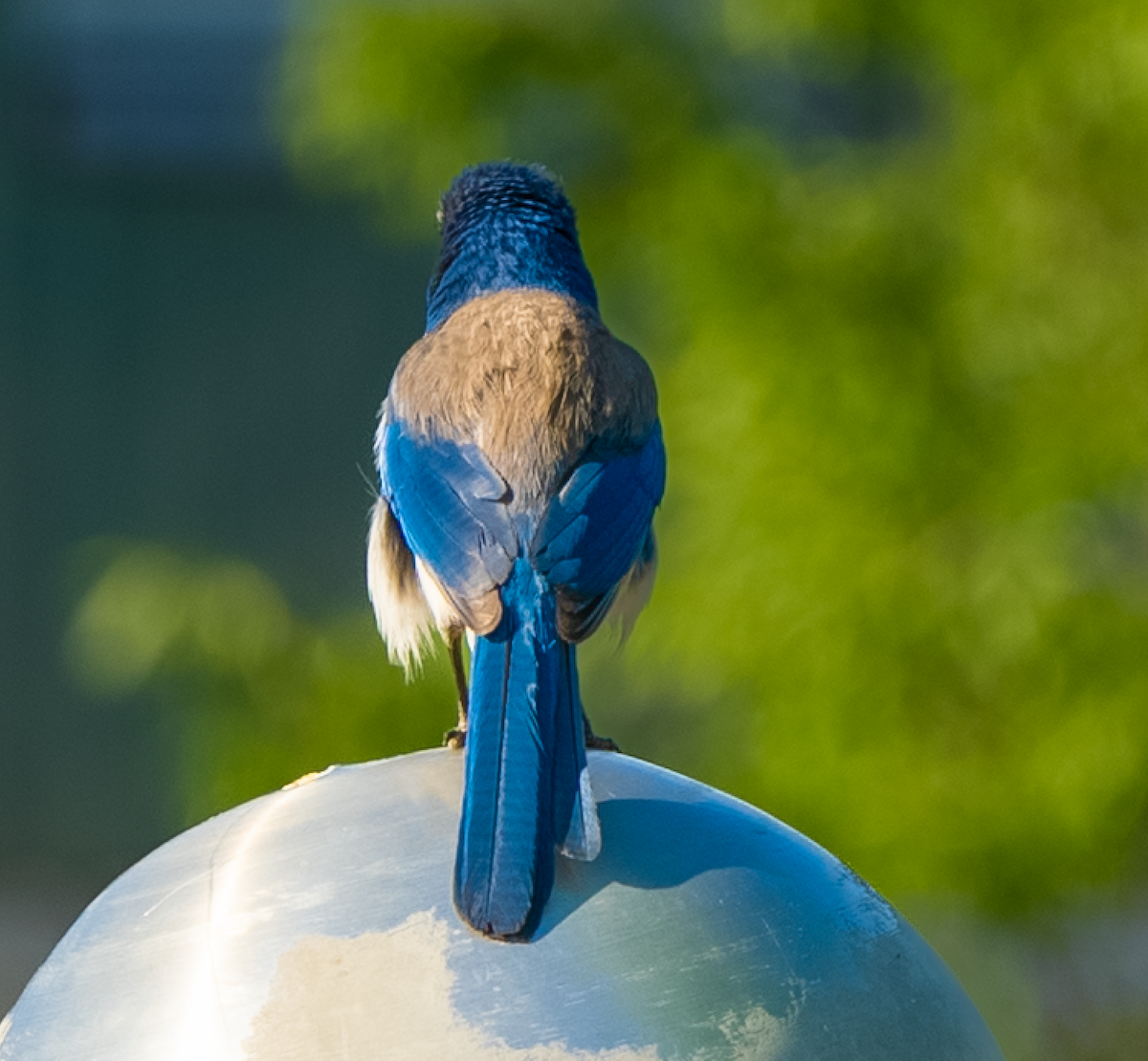 California Scrub-Jay - ML575059631