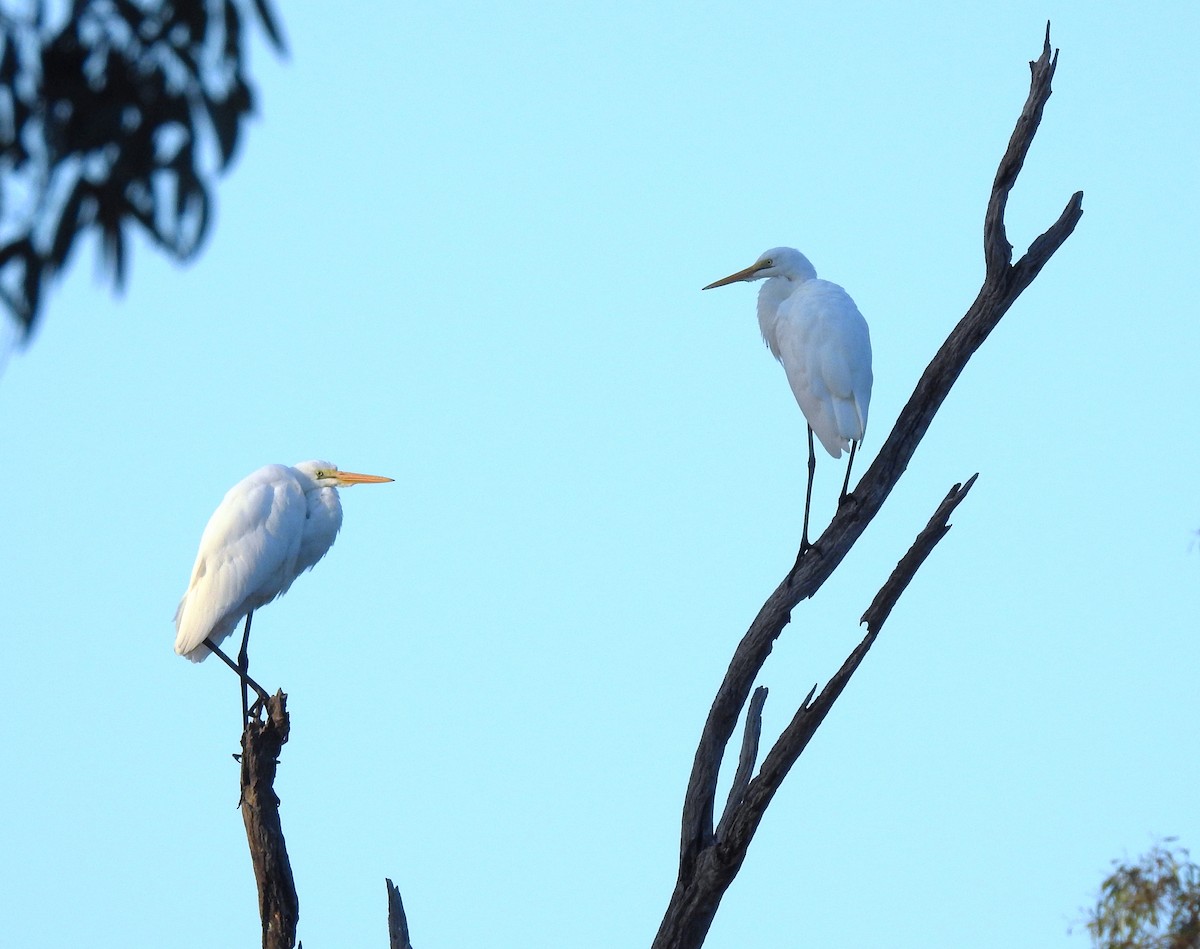 Great Egret - ML575060071