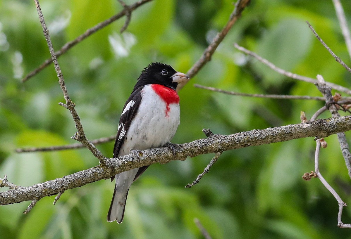 Rose-breasted Grosbeak - ML575060581