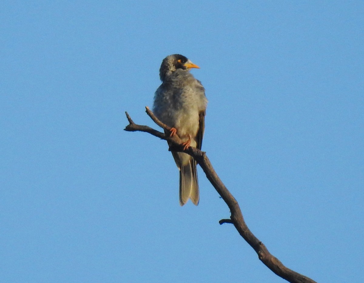 Noisy Miner - ML575060721