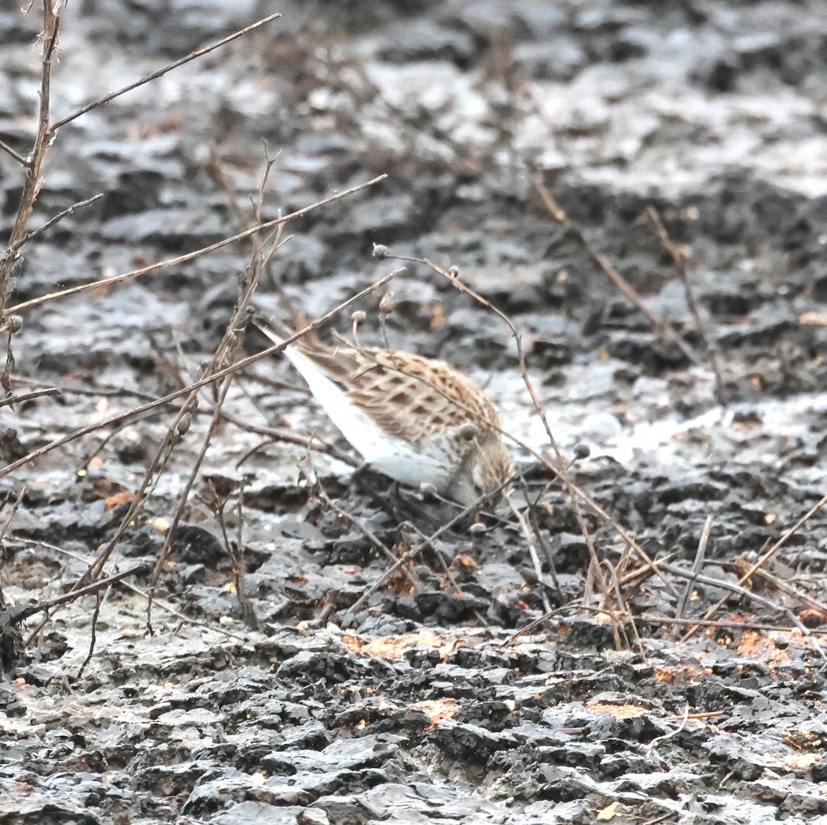 White-rumped Sandpiper - ML575061571