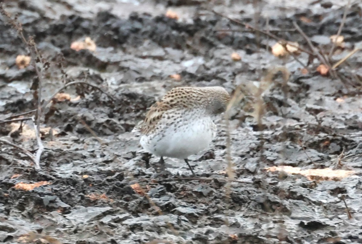 White-rumped Sandpiper - ML575061661