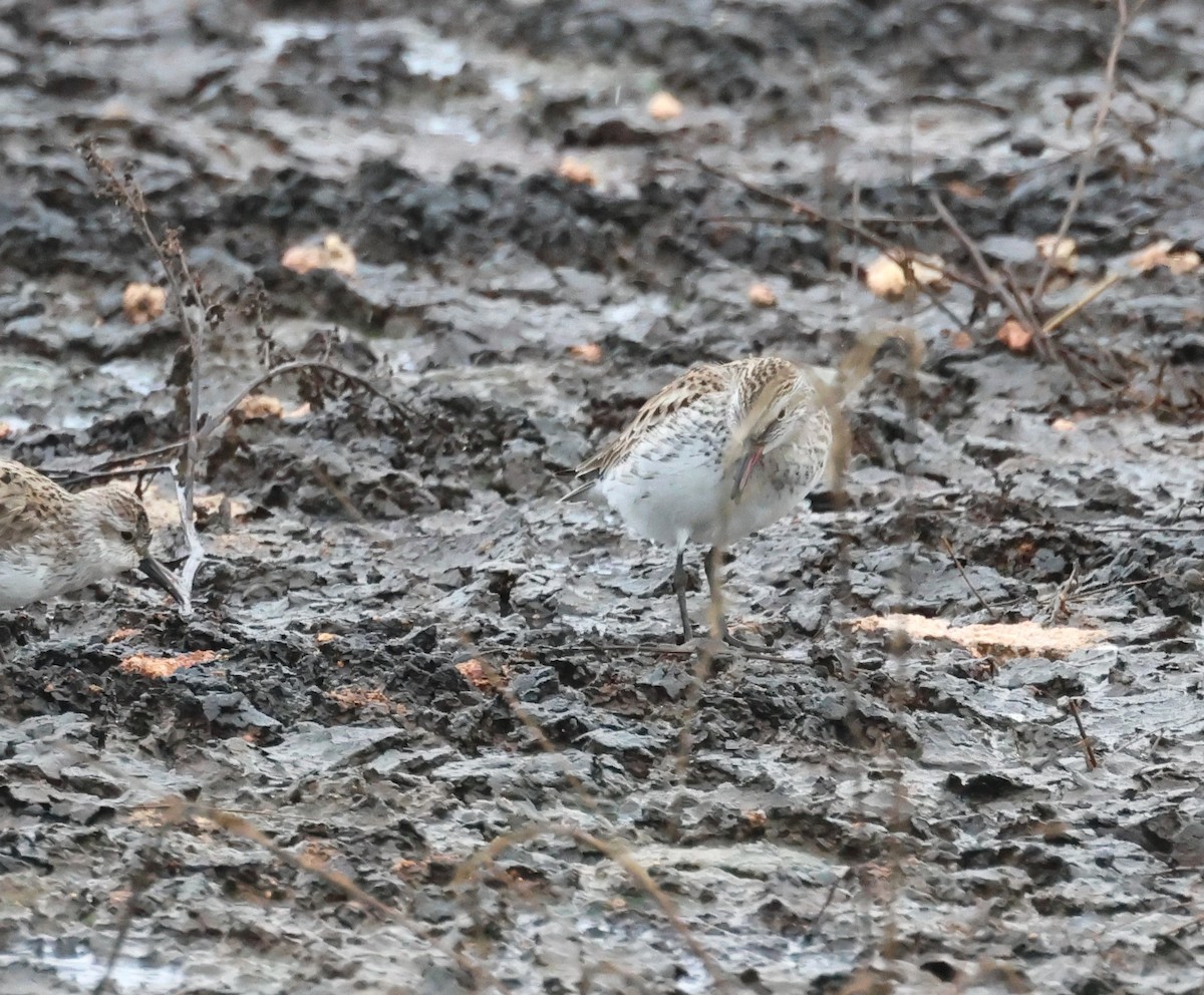 White-rumped Sandpiper - ML575062051