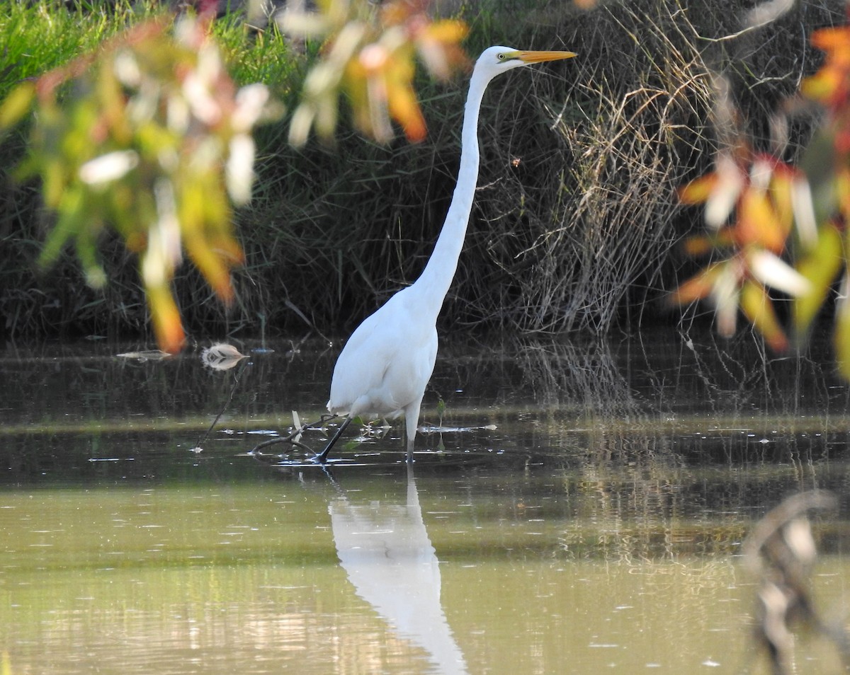 Great Egret - ML575062231