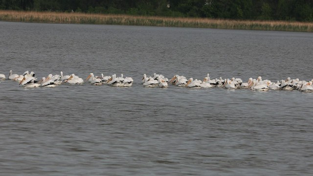 American White Pelican - ML575063791