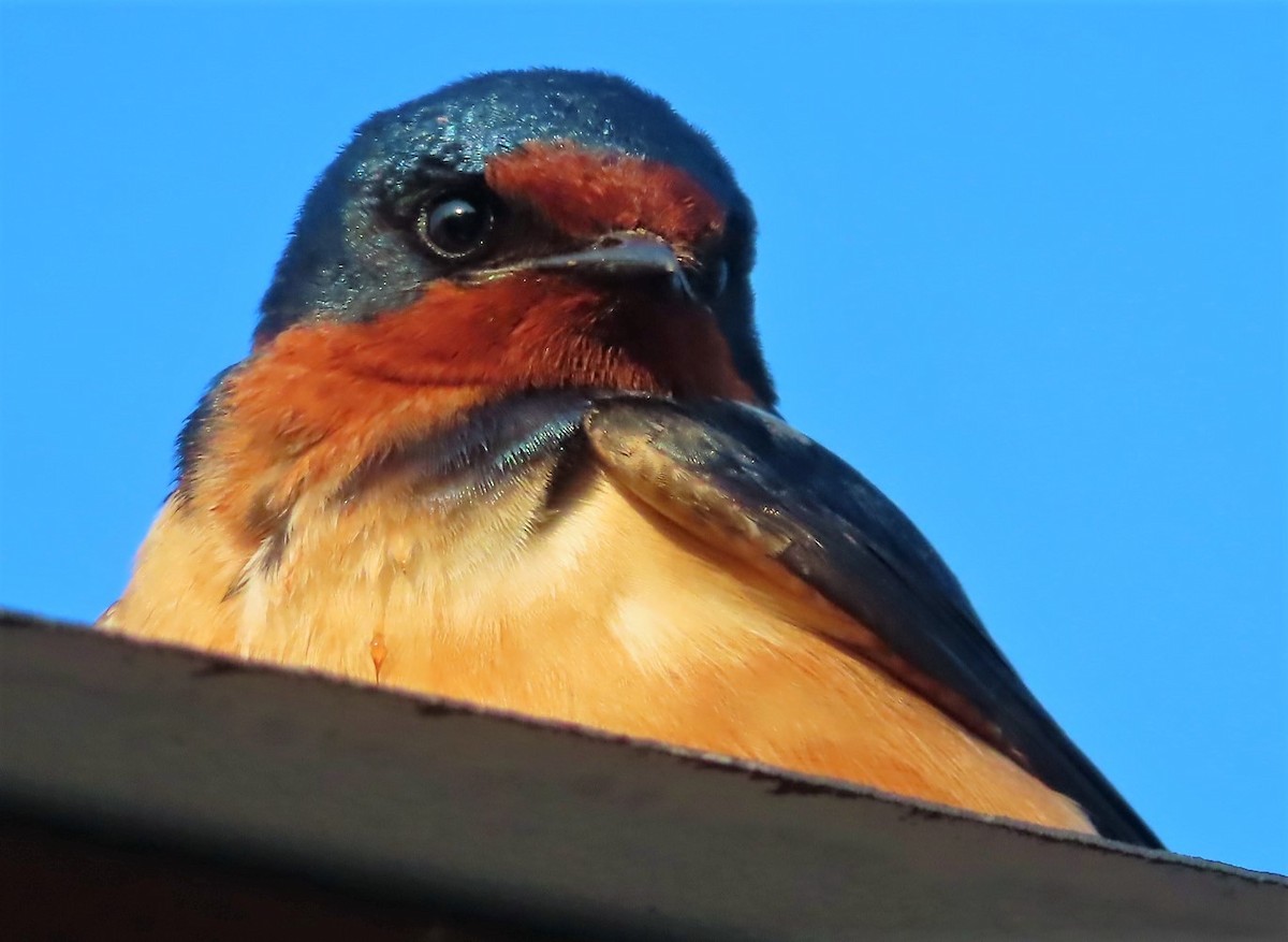 Golondrina Común - ML575063801