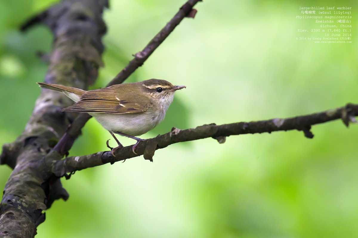 Large-billed Leaf Warbler - Craig Brelsford