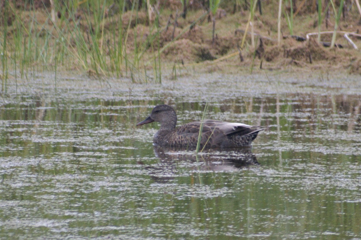 Gadwall - Nico Stuurman