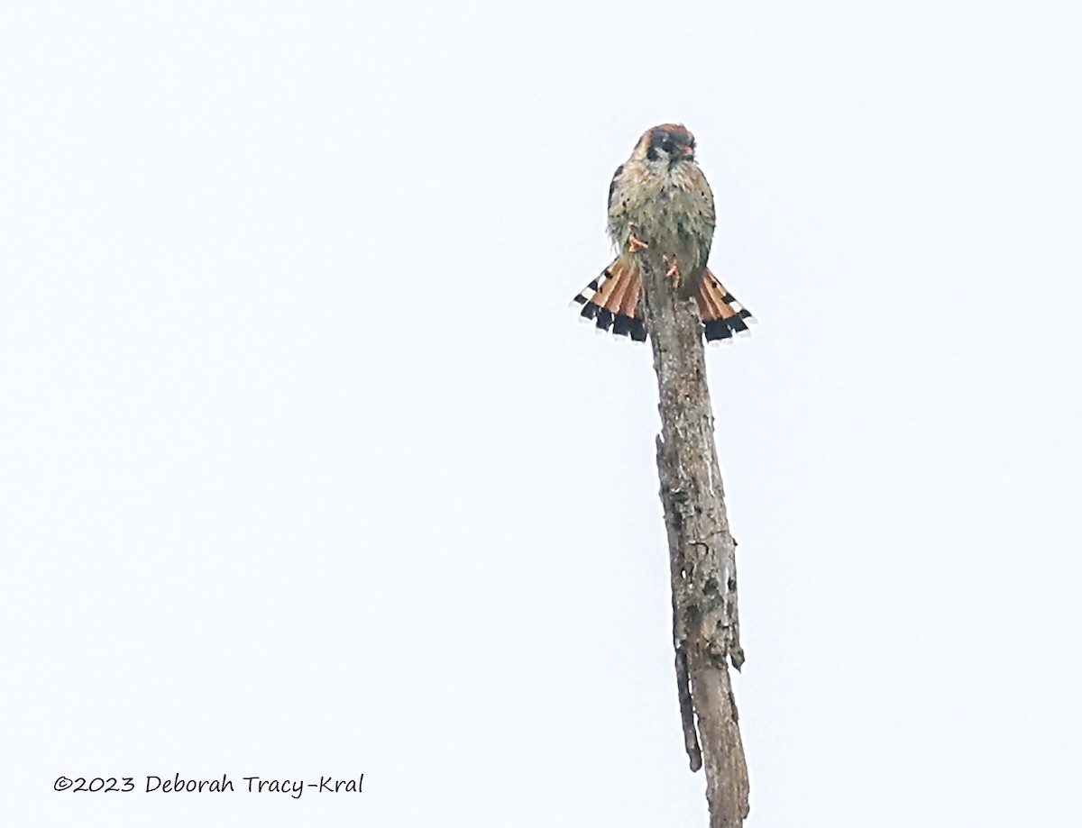 American Kestrel - ML575066431