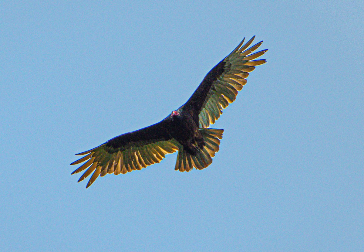 Turkey Vulture - ML575066441