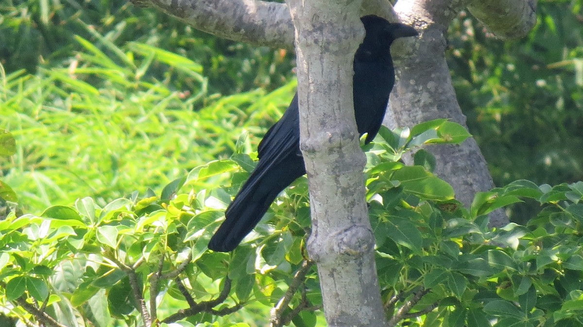 Large-billed Crow - ML575067041