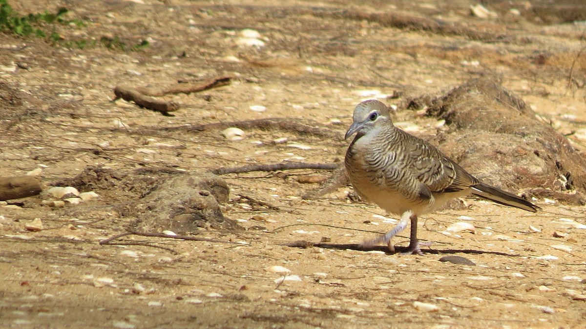 Tortolita Estriada - ML575067121