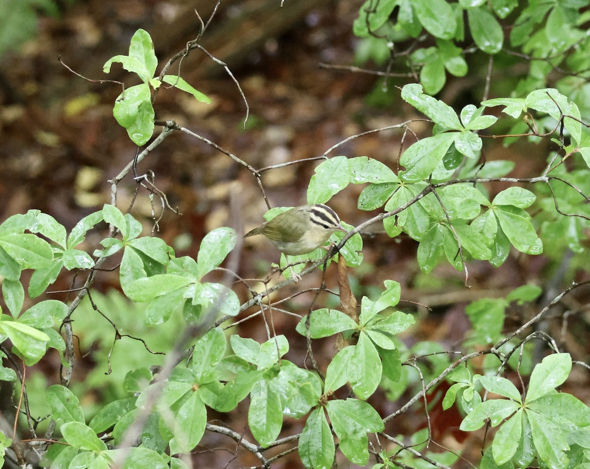 Worm-eating Warbler - ML575067391