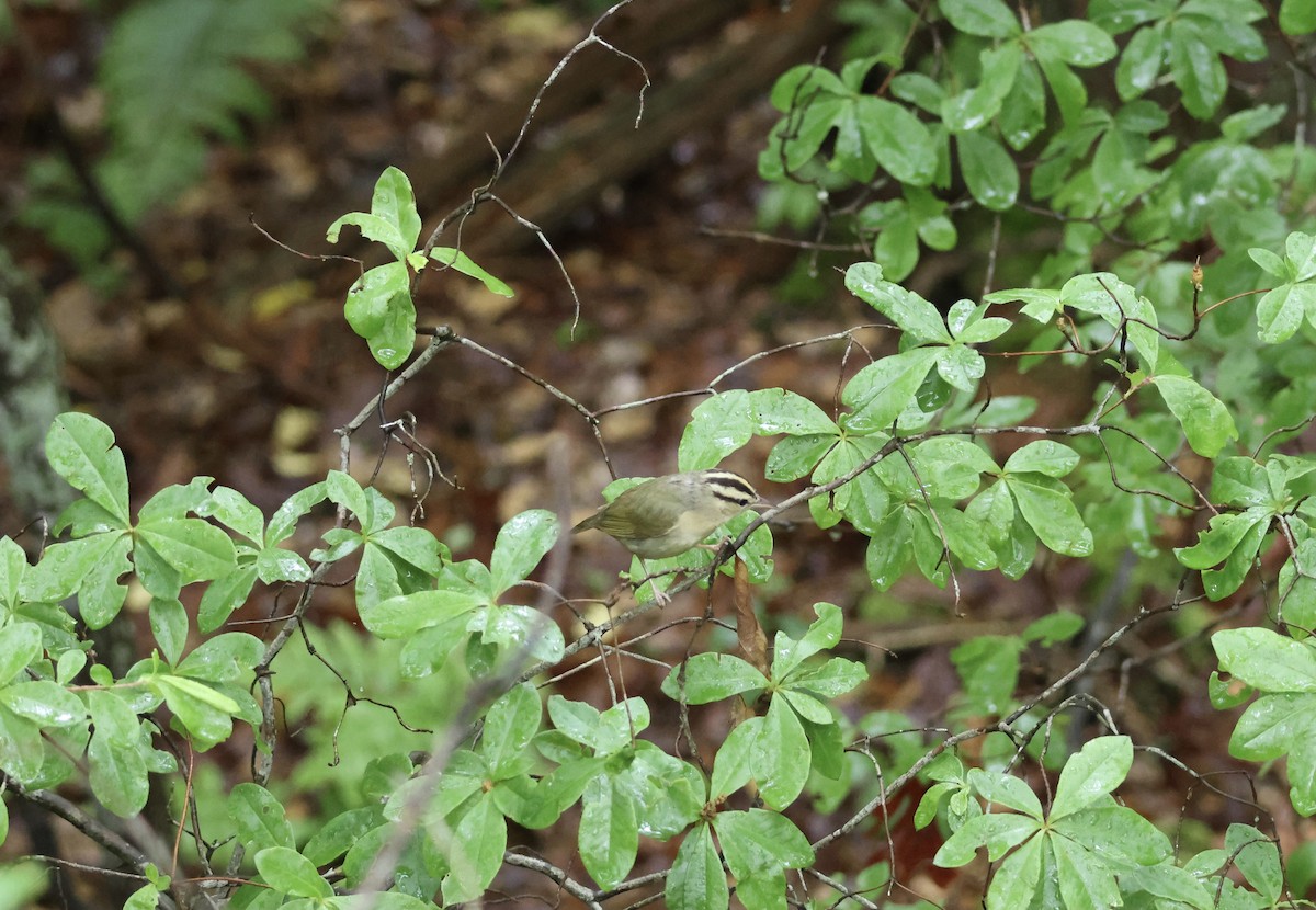 Worm-eating Warbler - ML575067421