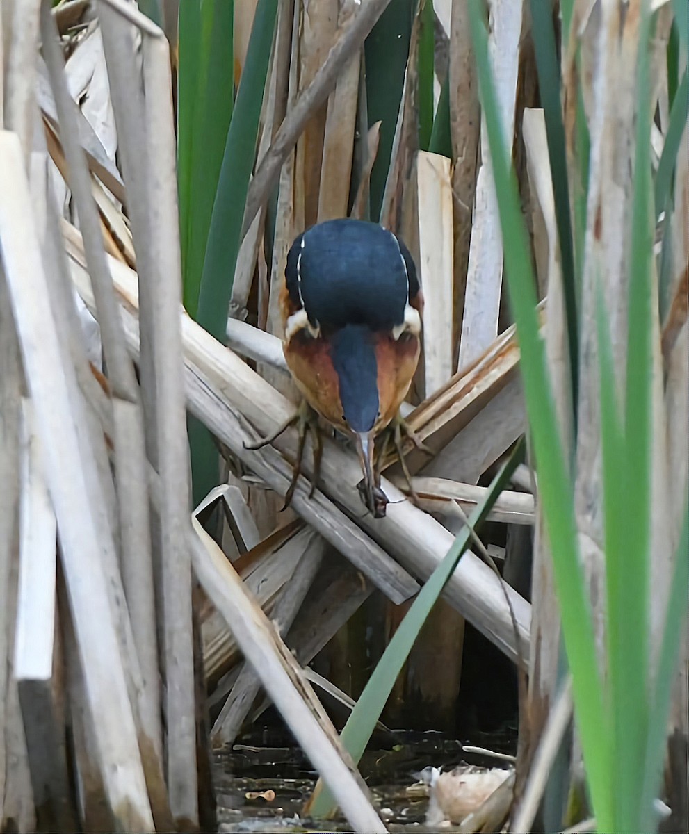 Least Bittern - ML575067571