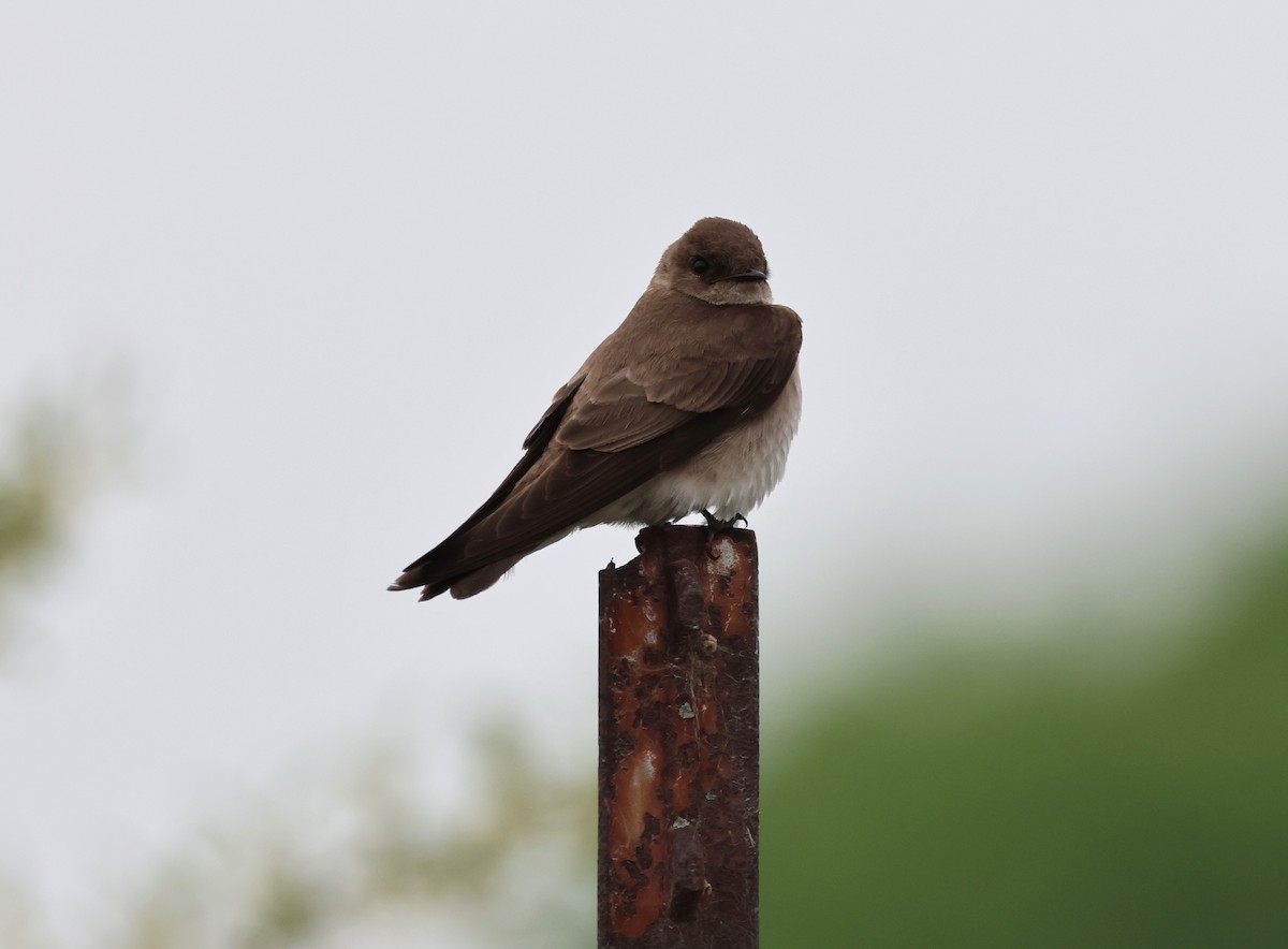 Northern Rough-winged Swallow - Steve Minard
