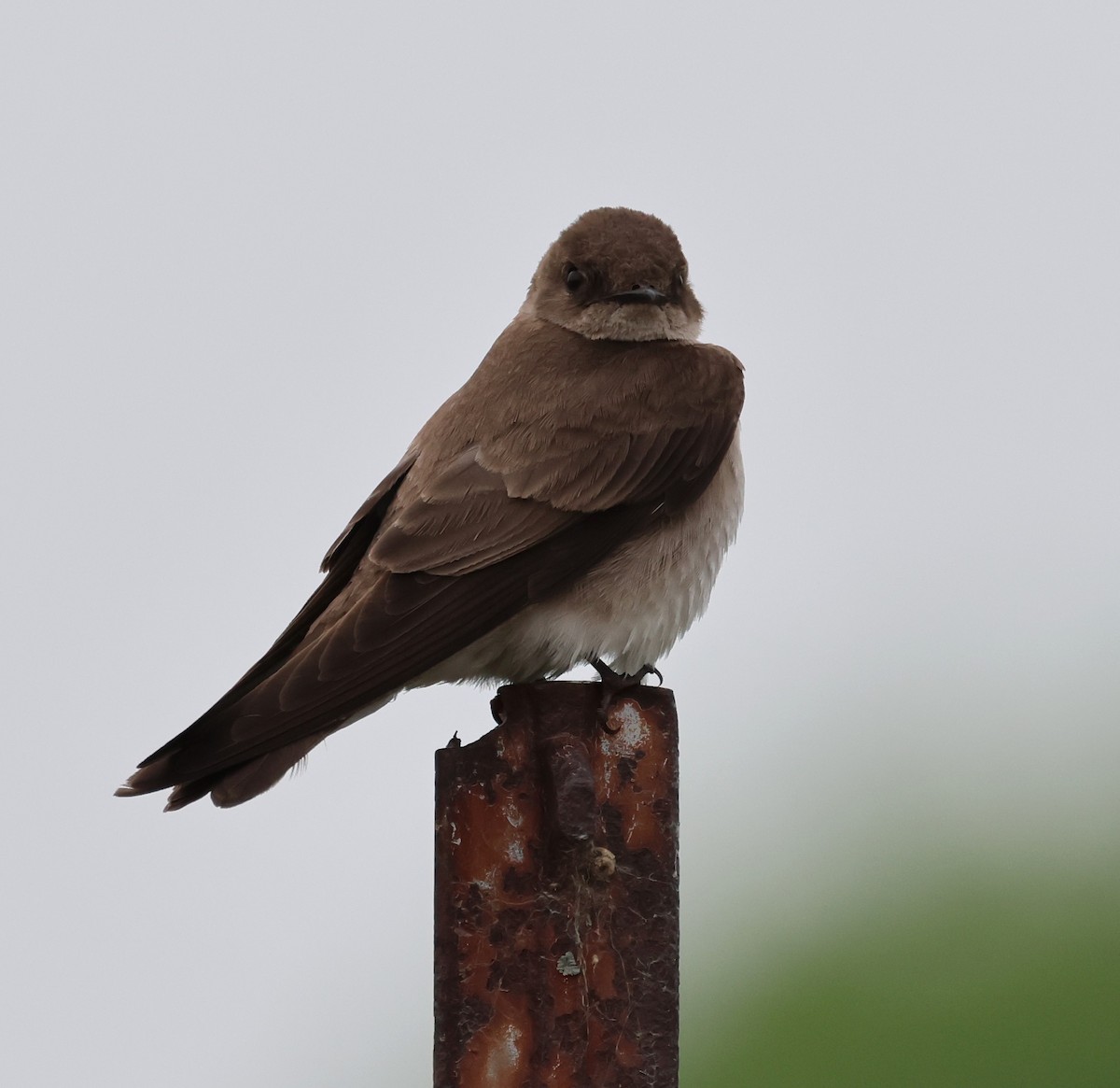 Northern Rough-winged Swallow - Steve Minard