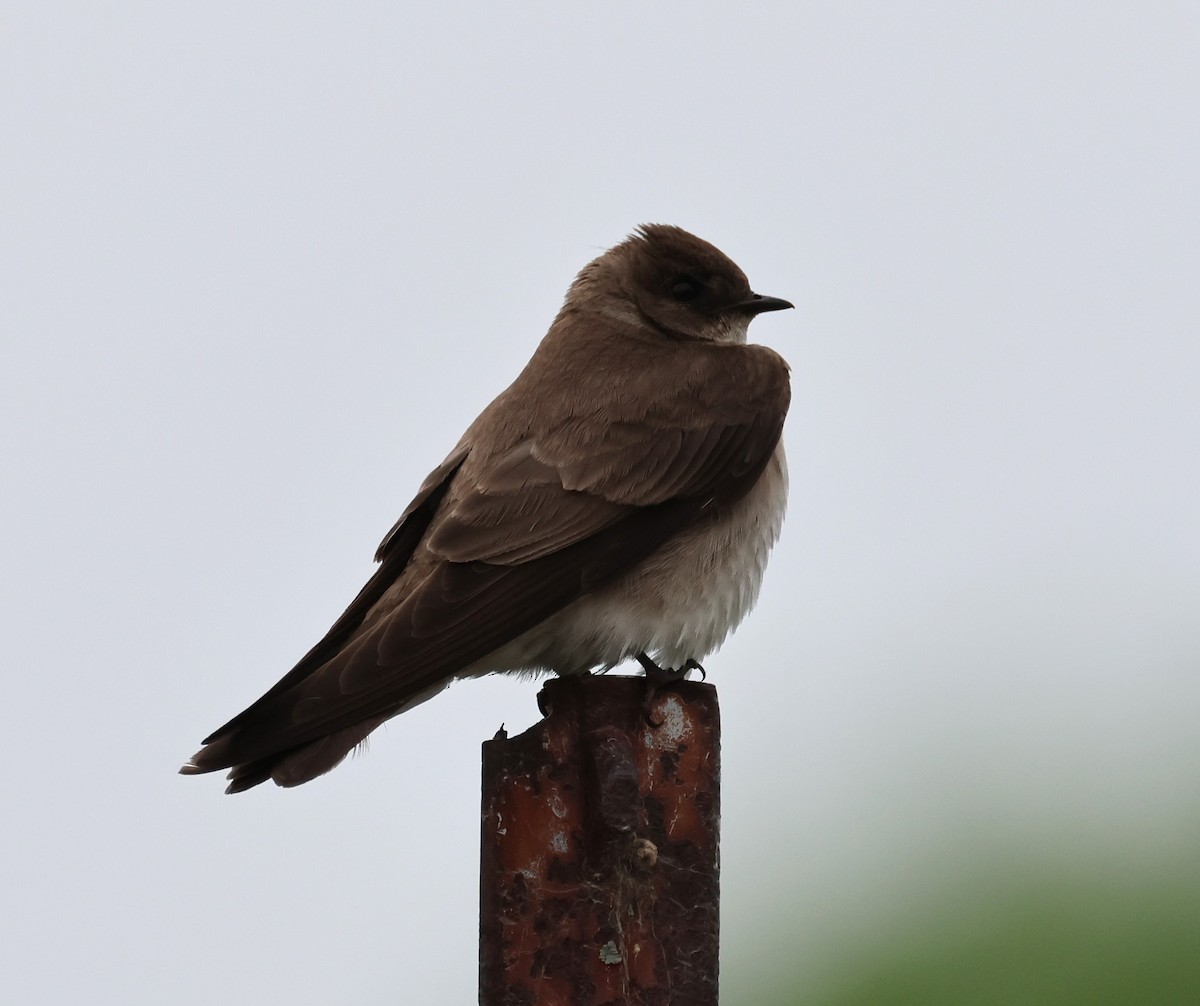 Northern Rough-winged Swallow - Steve Minard