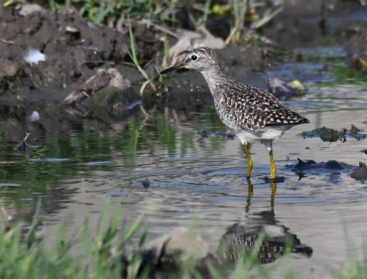 Wood Sandpiper - ML575068431