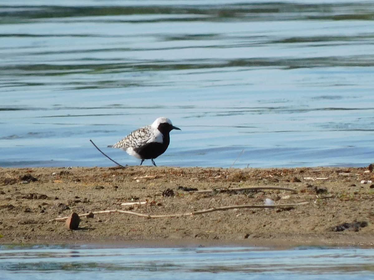 Black-bellied Plover - ML575068701