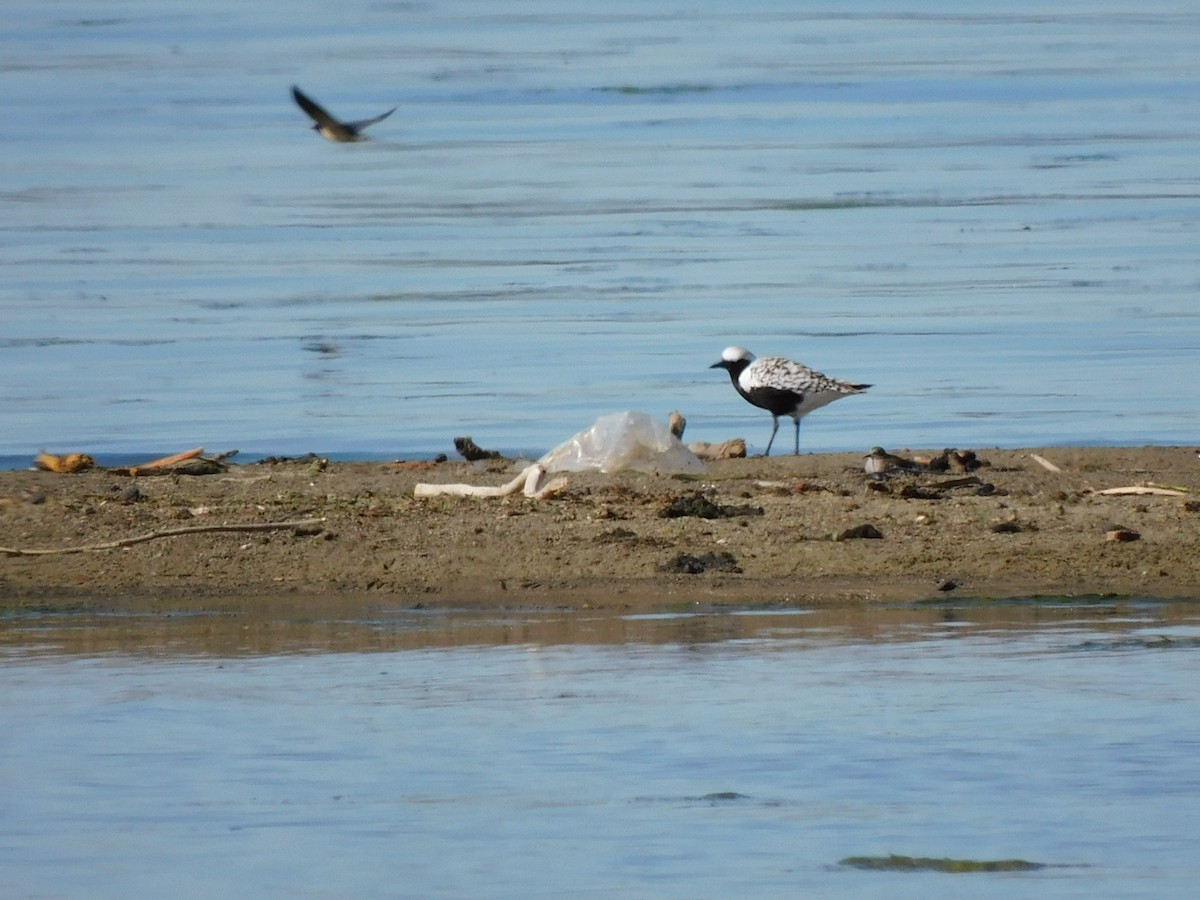 Black-bellied Plover - ML575068711