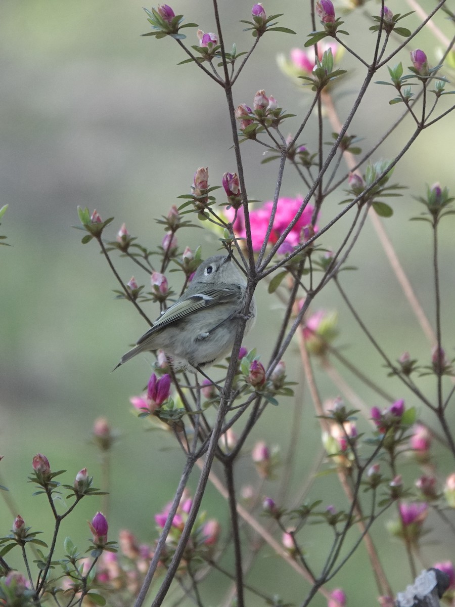 Ruby-crowned Kinglet - Ed Gaillard